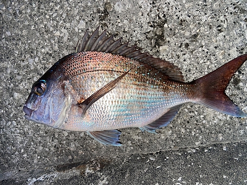 マダイの釣果