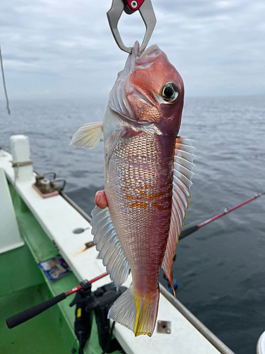 アカアマダイの釣果