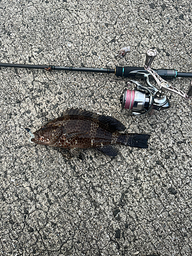 オオモンハタの釣果