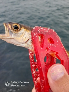 ムツの釣果