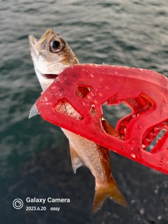 ムツの釣果