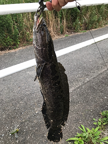 ライギョの釣果