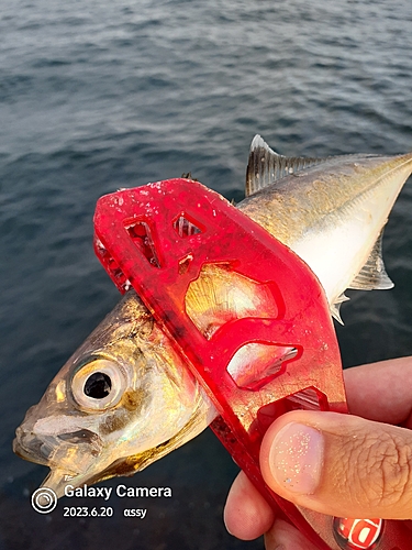 マアジの釣果