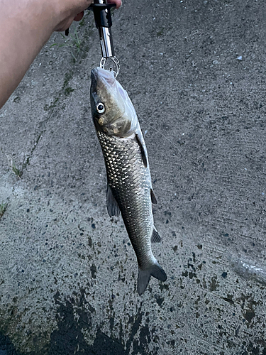 ニゴイの釣果