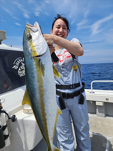 ヒラマサの釣果