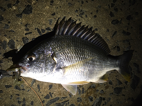 キビレの釣果