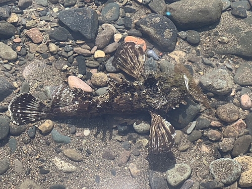 オニカサゴの釣果