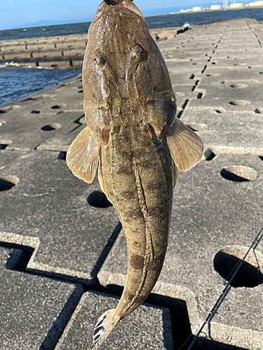 マゴチの釣果