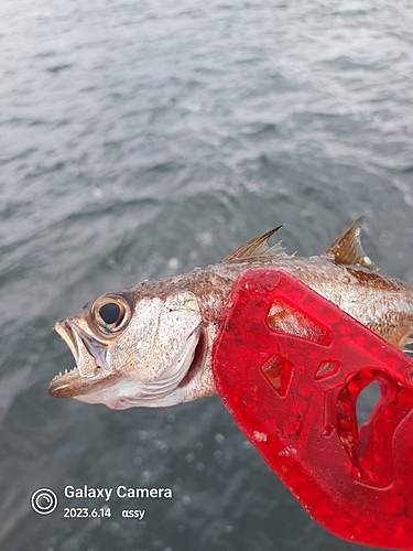 ムツの釣果