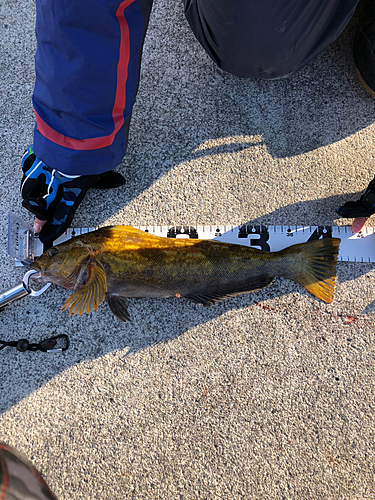 アイナメの釣果