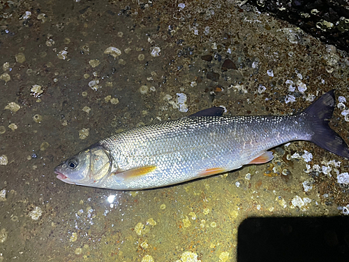 ウグイの釣果