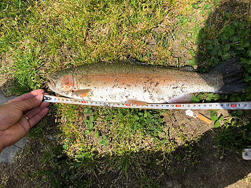 ニジマスの釣果