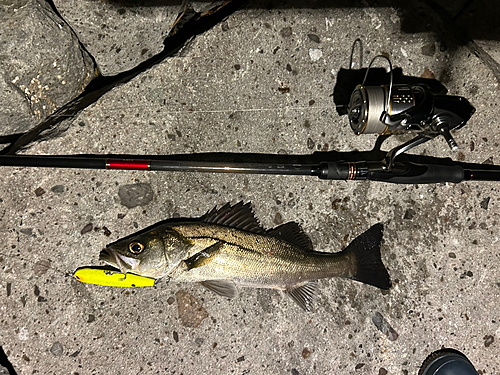 シーバスの釣果