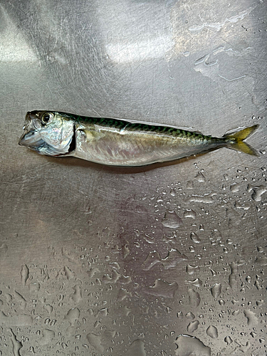 サバの釣果