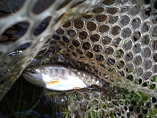 ヤマメの釣果