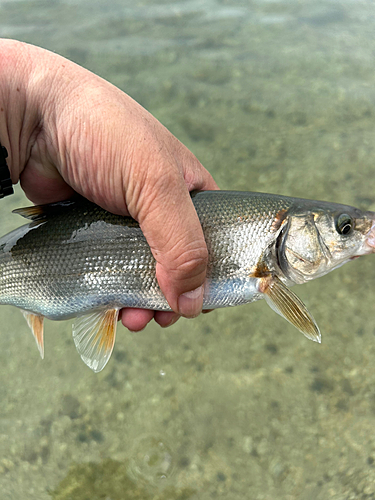 ウグイの釣果