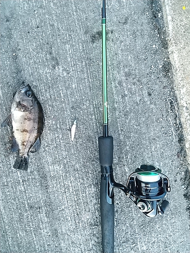 アカメバルの釣果