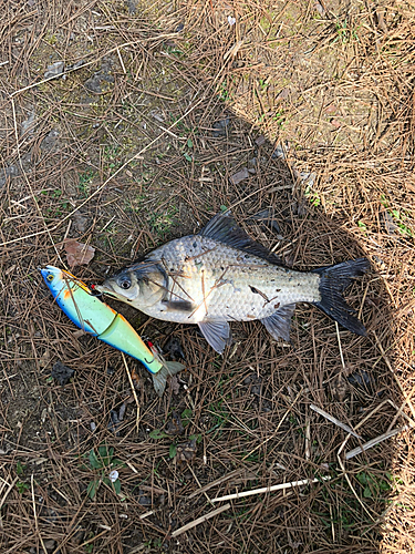 ヘラブナの釣果