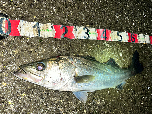 シーバスの釣果