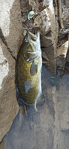 スモールマウスバスの釣果