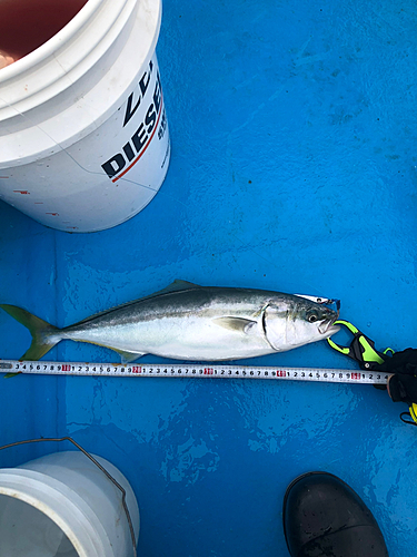 イナダの釣果