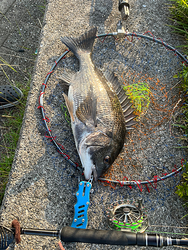 チヌの釣果