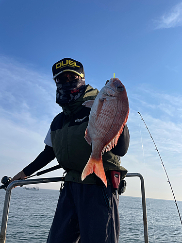 マダイの釣果