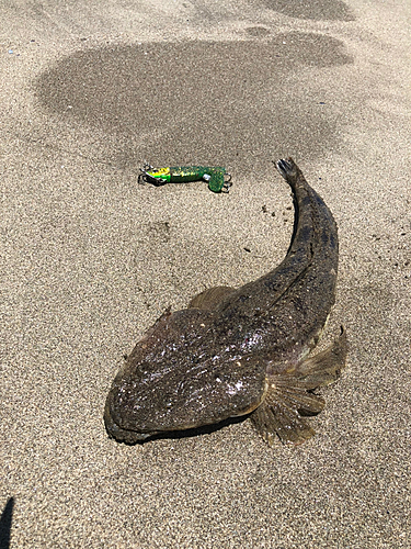 マゴチの釣果