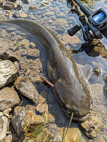 マナマズの釣果