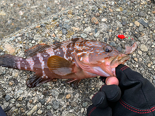 キジハタの釣果