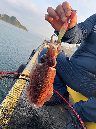 コウイカの釣果