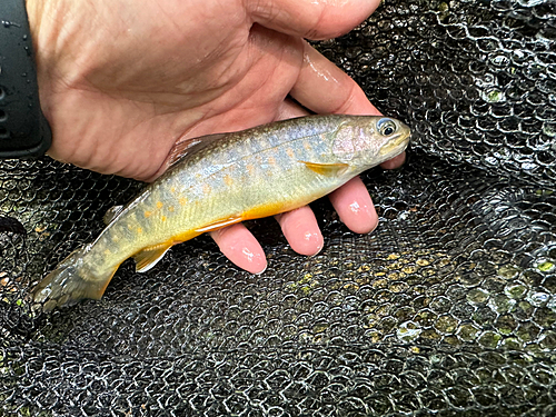 イワナの釣果