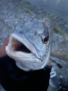 キビレの釣果