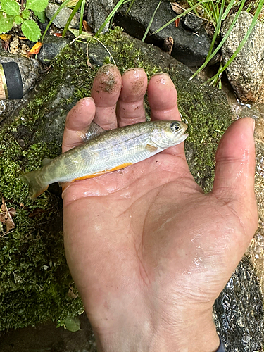 イワナの釣果