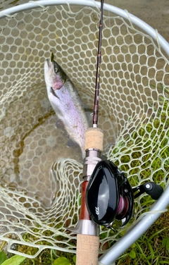 ニジマスの釣果