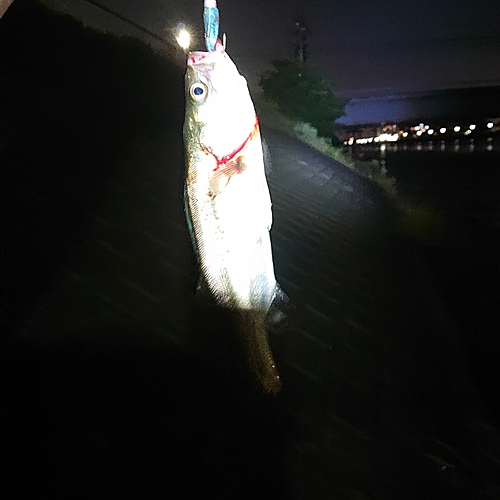 セイゴ（マルスズキ）の釣果