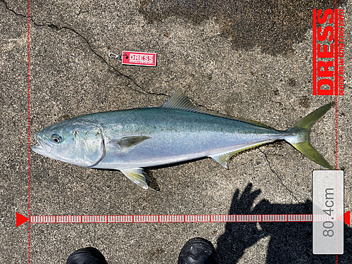 ブリの釣果