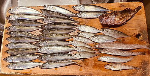 サバの釣果