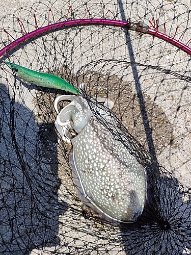 シリヤケイカの釣果