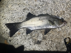 ヒラスズキの釣果