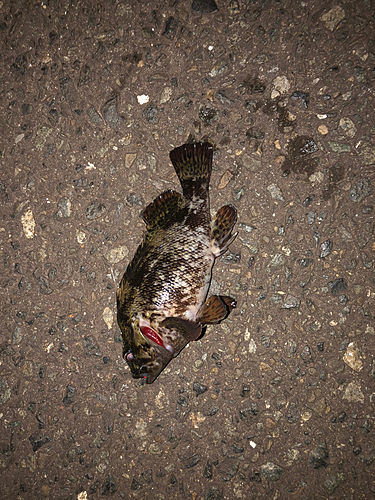 ムラソイの釣果