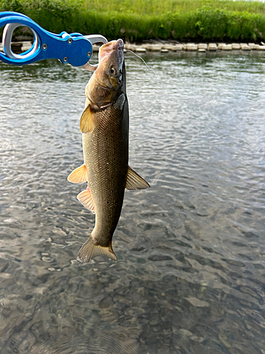 ウグイの釣果