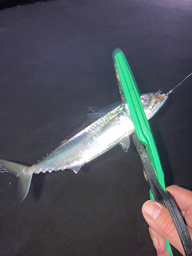 サバの釣果