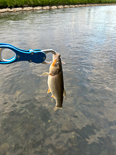 ウグイの釣果