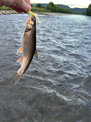 ウグイの釣果