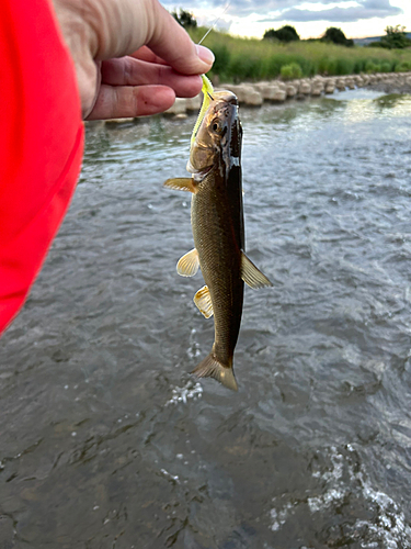 ウグイの釣果