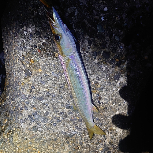 カマスの釣果