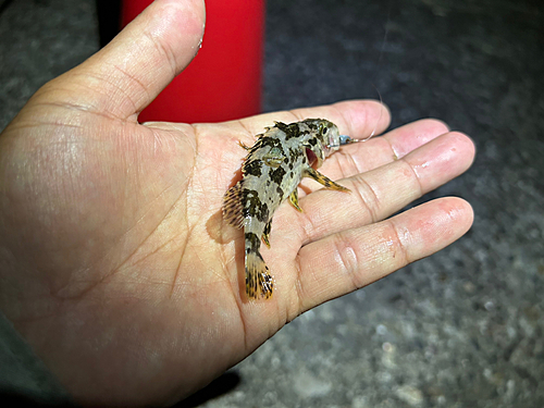 タケノコメバルの釣果