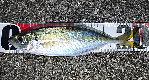 マアジの釣果