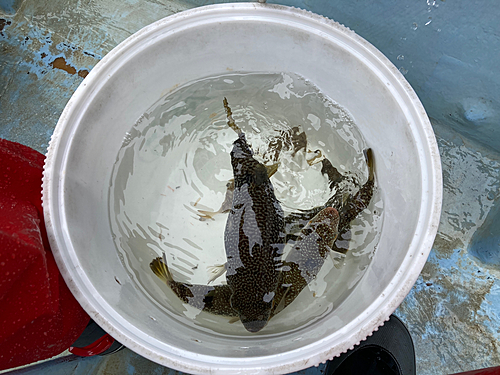 ショウサイフグの釣果